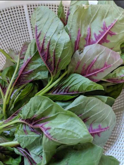 FreeShip 4oz 120,000 Rau Den Red Stripe Leaf AMARANTH Seeds; Chinese Spinach 紅莧菜