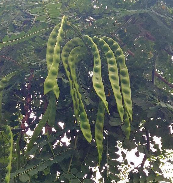 Adenanthera pavonina | Coral Wood | Red Sandalwood | Red Lucky Seed | 5 Seeds