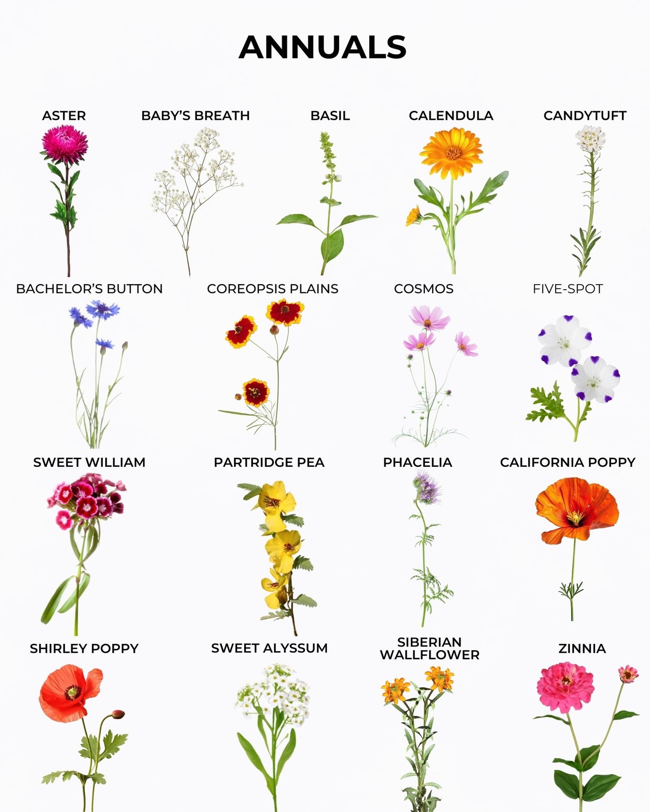 Tactiko Garden 26 Wildflower Seeds Mix, 120,000+ 4 oz Save the Bees Wildflowe…