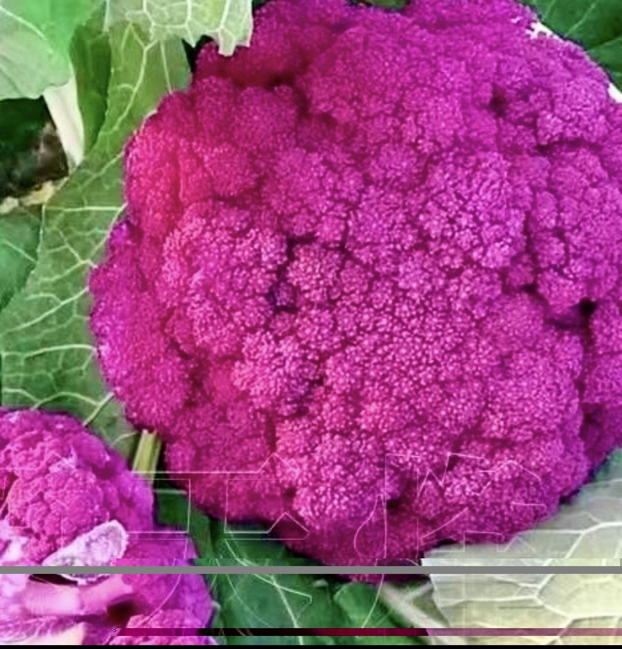 25 PURPLE BROCCOLI SEEDS (No Tracking)