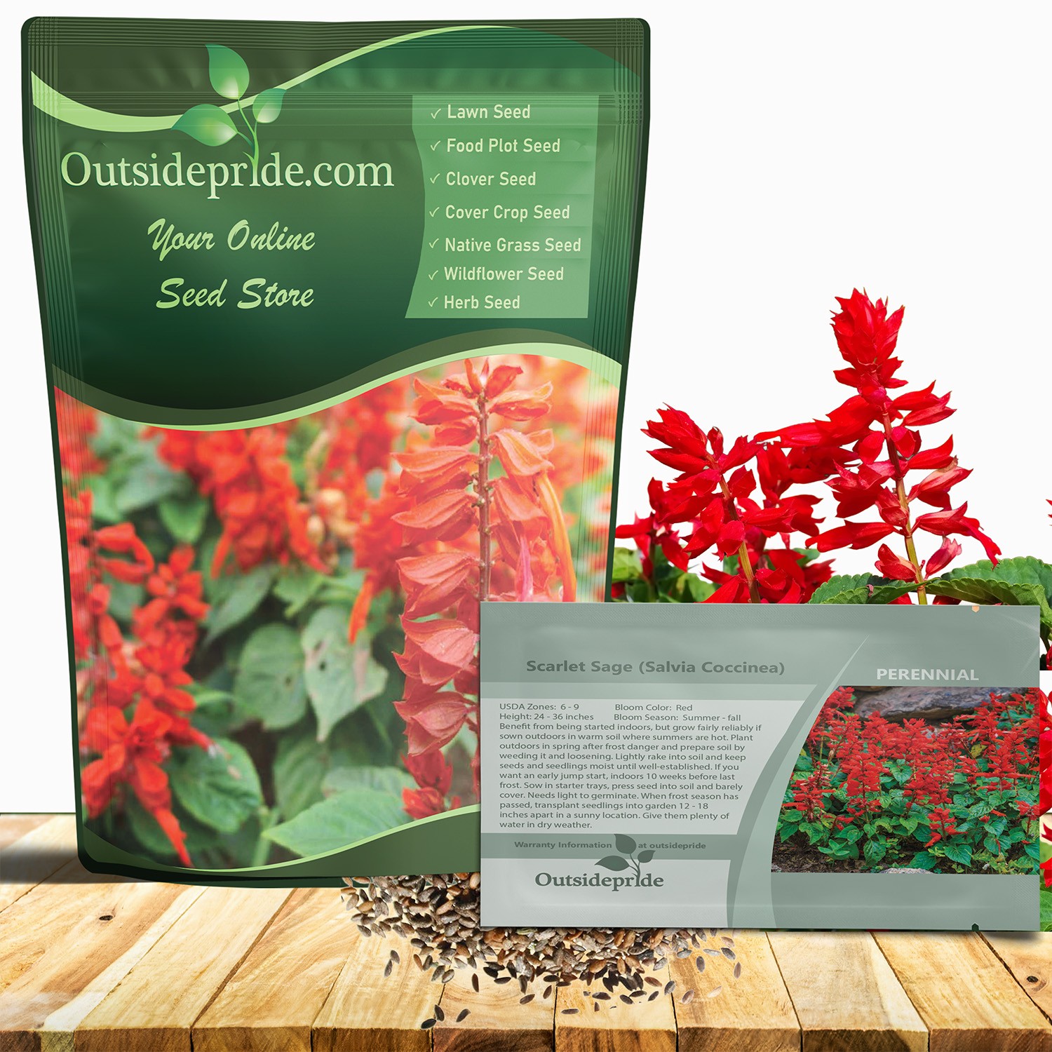 5000 Seeds Scarlet Sage Seeds For Planting | Salvia Perennial Wildflower Seeds