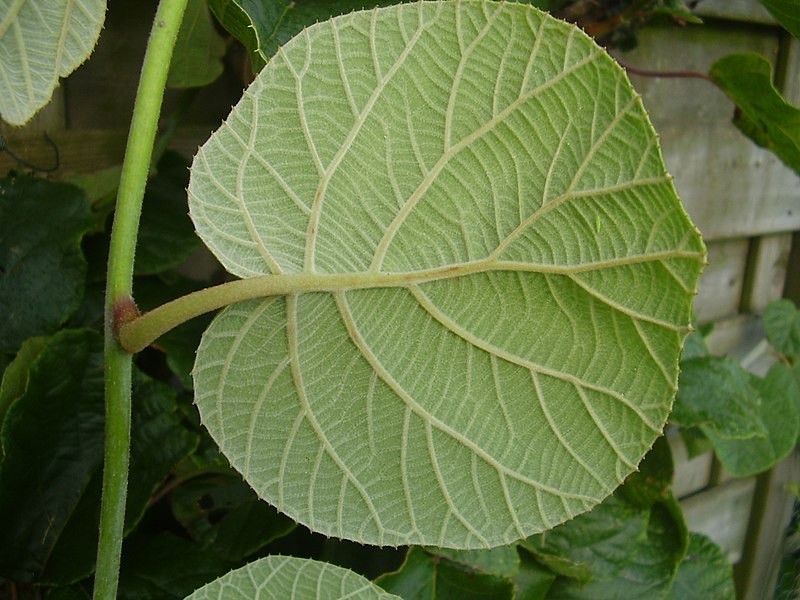 Actinidia deliciosa 20 Seeds – Kiwifruit