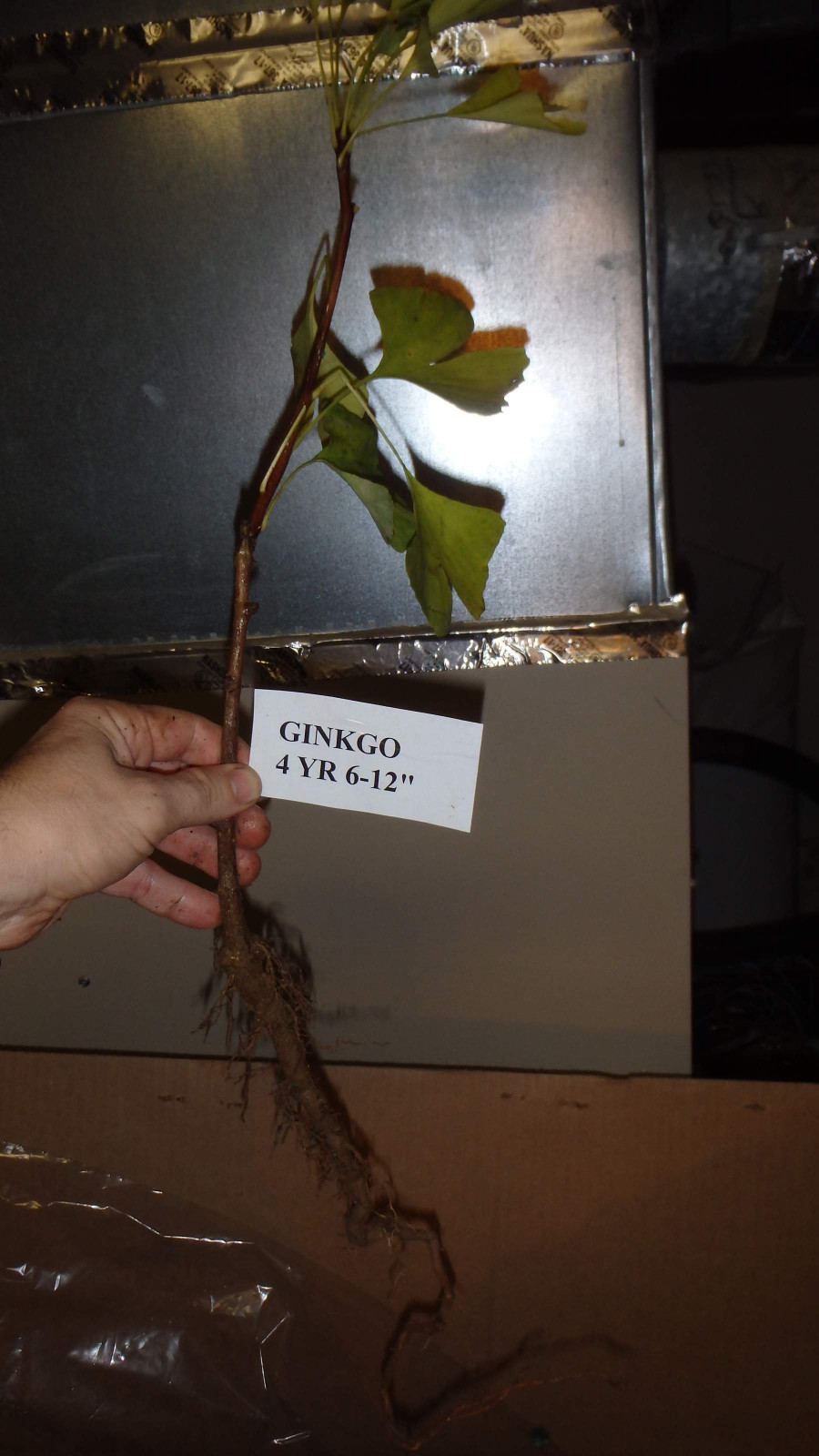 One ginkgo biloba plant. Sent with roots wrapped. 6-12 inches tall