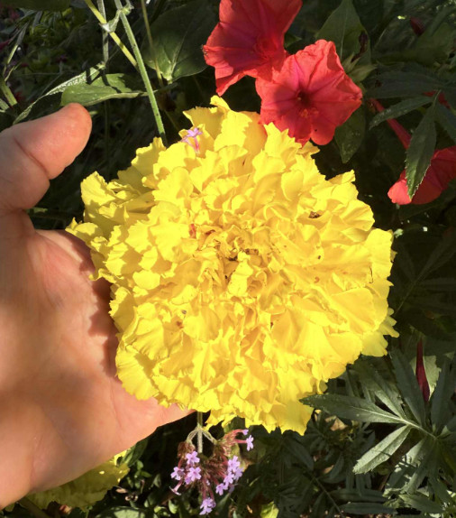 African Marigold, TALL YELLOW CRACKERJACK Huge Double Blooms Non-GMO 100 Seeds