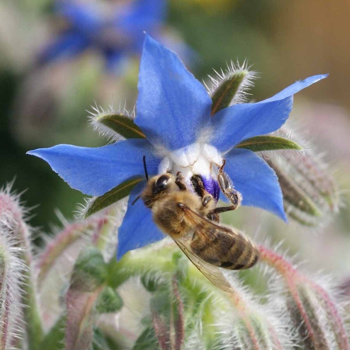 1 Lb Borage Herb Seeds – Everwilde Farms Mylar Seed Packet