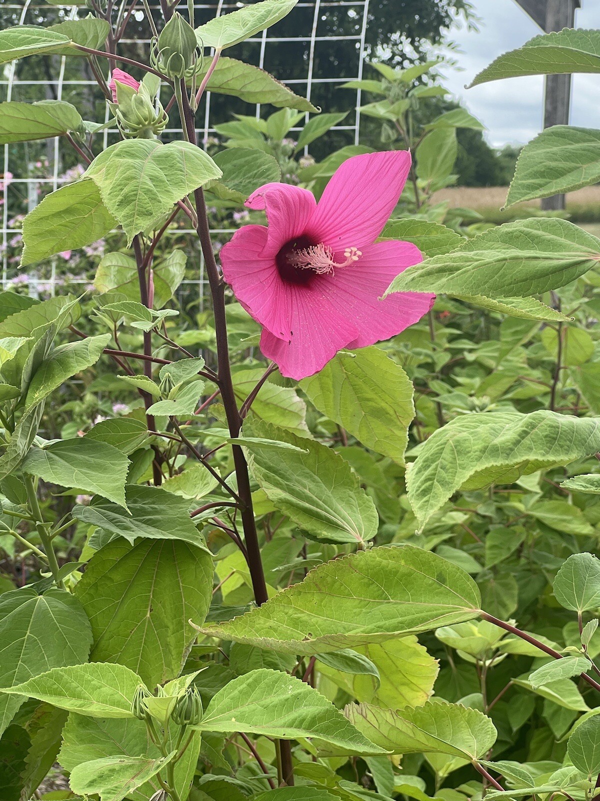 Hibiscus, Giant Hardy Hibiscus Seeds 25+/Packet Mixed Colors, Dinner Plate Sized