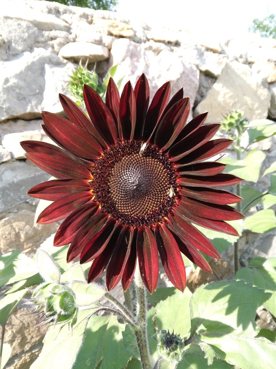 RED SUNFLOWER SEEDS 10+ ANNUAL flowers GARDEN bees BIRDS 