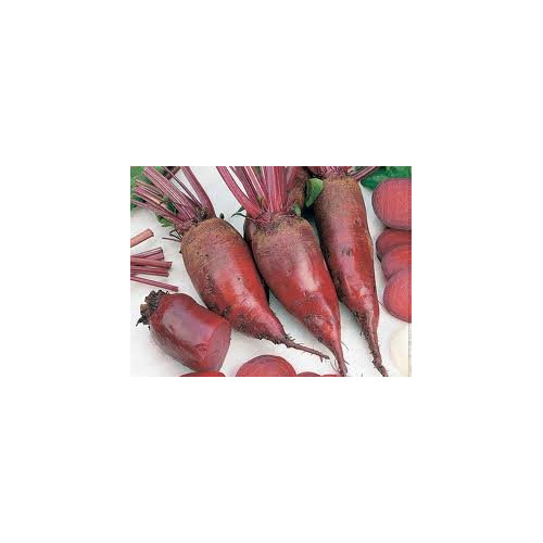 Beet Cylindra Great Heirloom Vegetable By Seed Kingdom 1 Lb Seeds