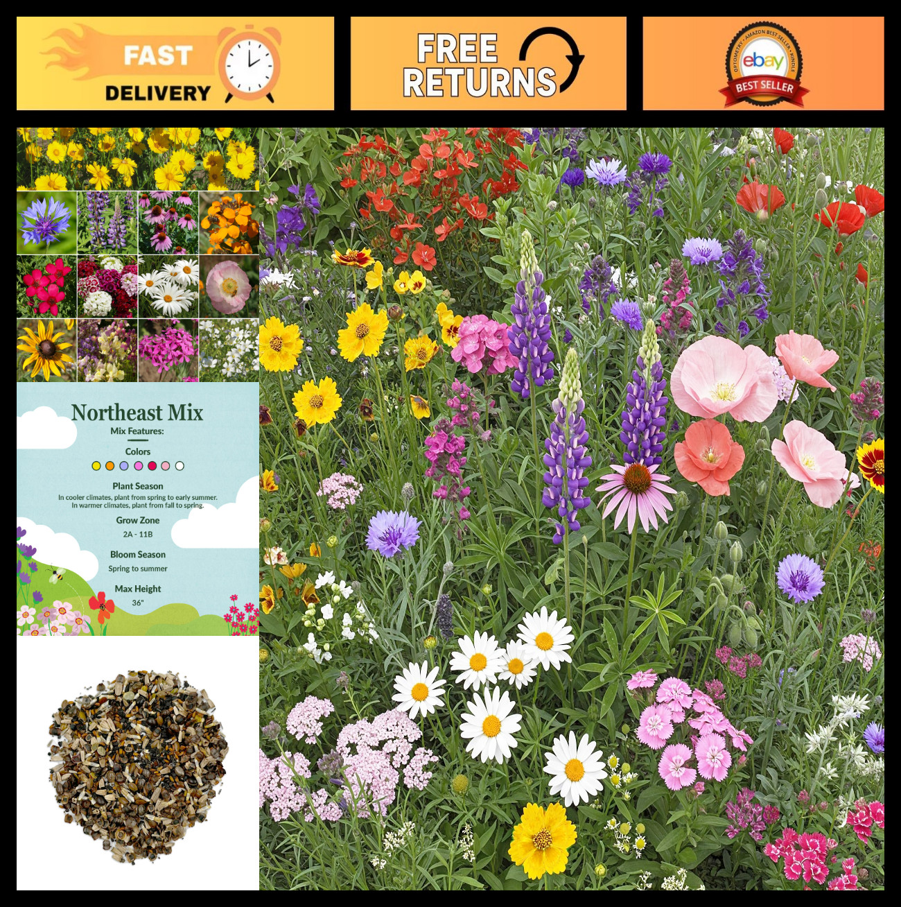 Wildflower Seeds Northeast Mix – Non-GMO, Full Sun, 1 lb for Garden & Landscapin