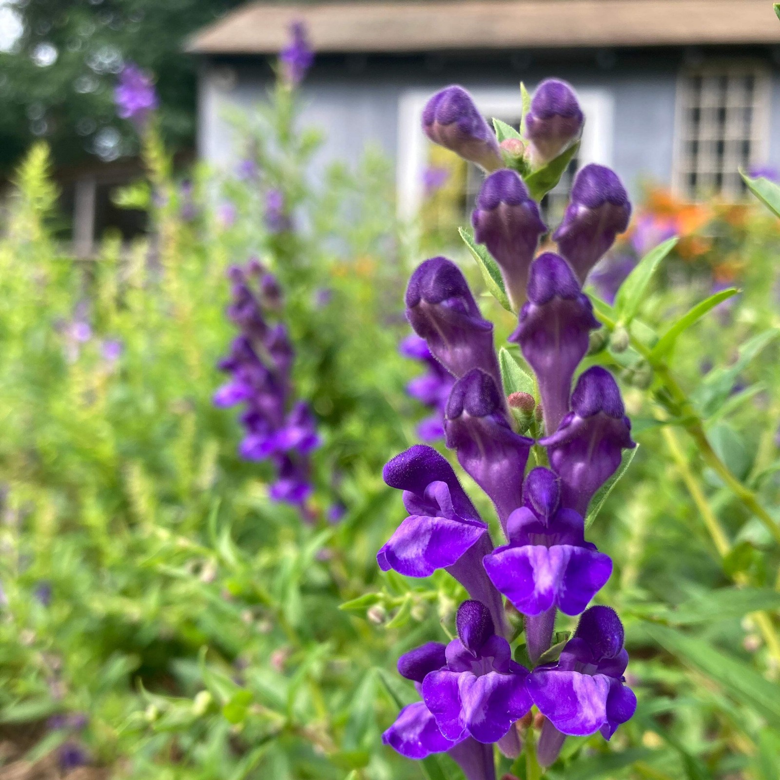 Baical Skullcap Seeds (Scutellaria baicalensis) ~Traditional Herb Flower Garden