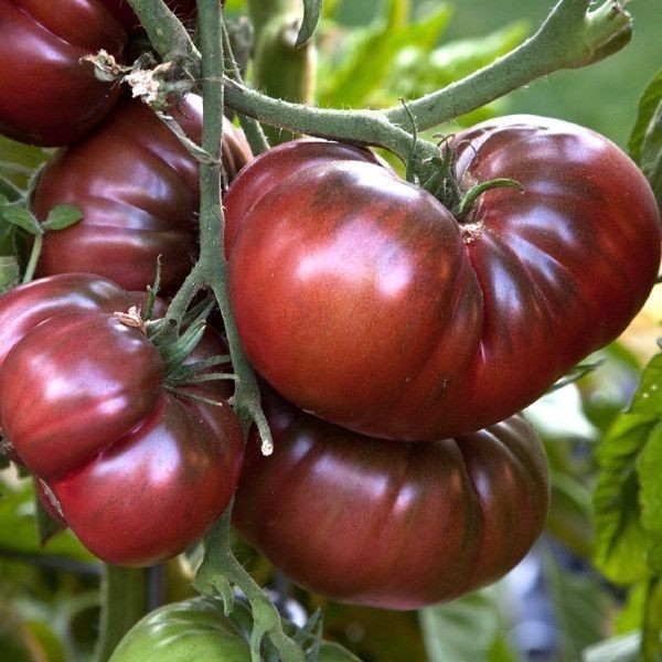 Organic Tomato Seeds (Black Krim)
