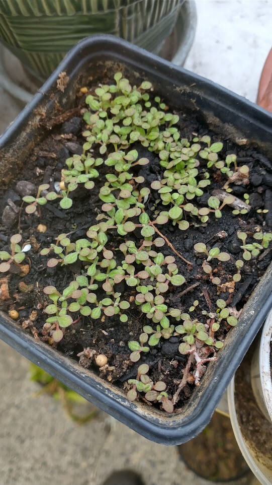 California Buckwheat seeds (Eriogonum fasciculatum) Mojave FREE SHIPPING