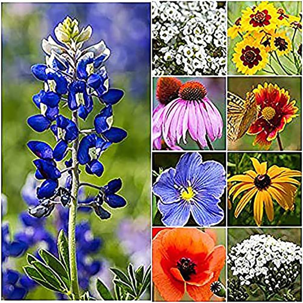 Texas & Oklahoma Wildflower Seeds Mix – Native Annuals, Perennials and Texas …