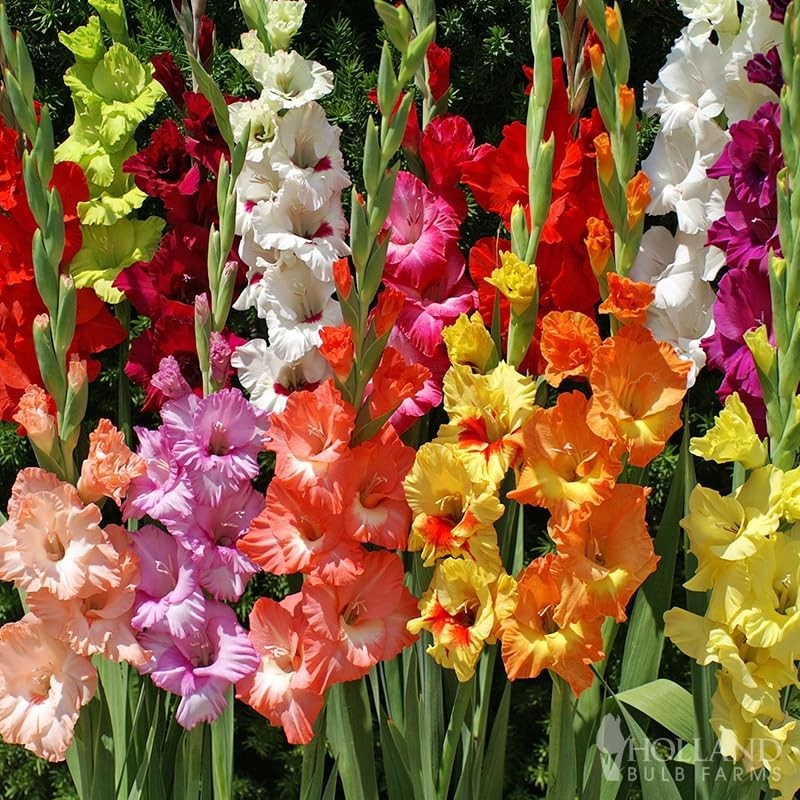 Assorted Gladiolus Flower Bulbs – 100 Count – Perennial Cut Flowers – Fragrant &