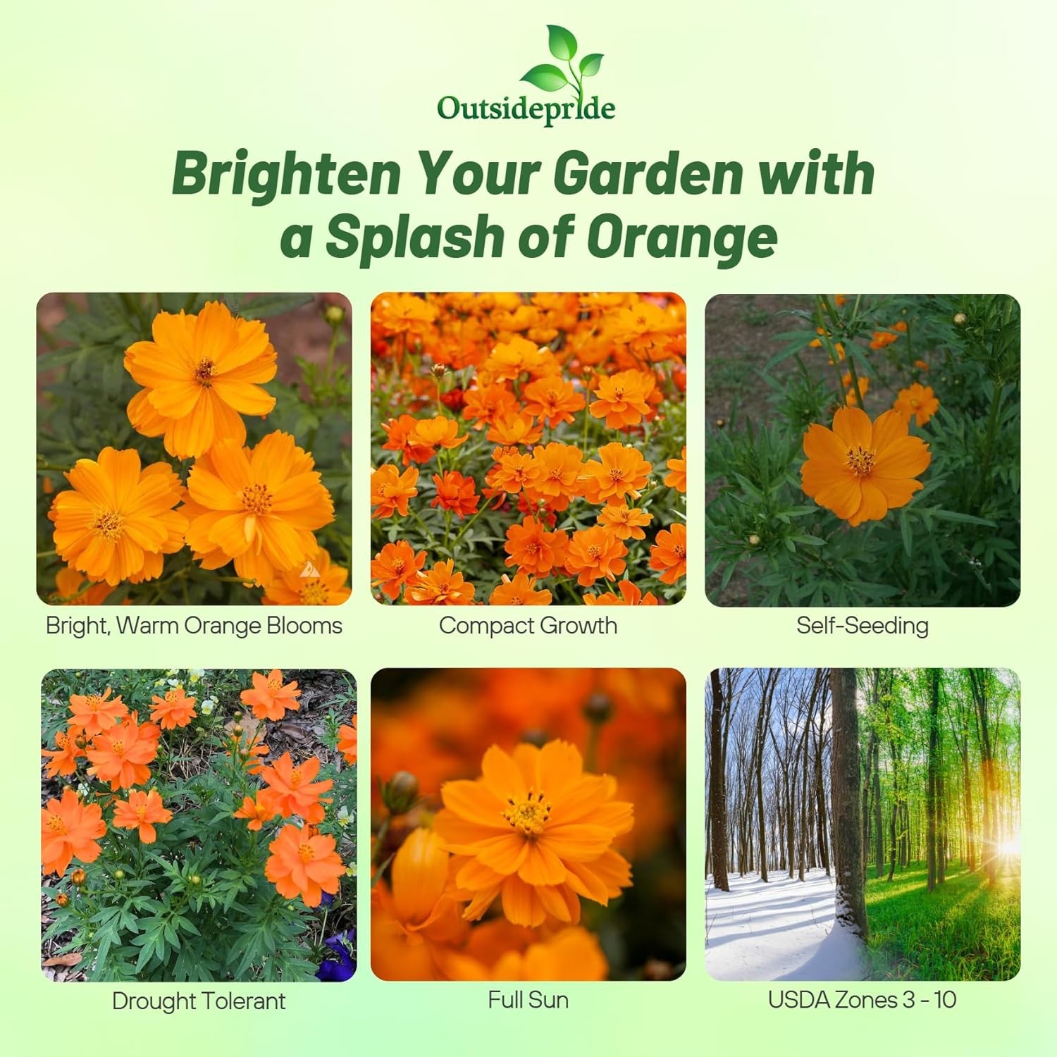 1000 Seeds Klondike Drought Tolerant Cosmos Sulphureus Orange Garden Flower