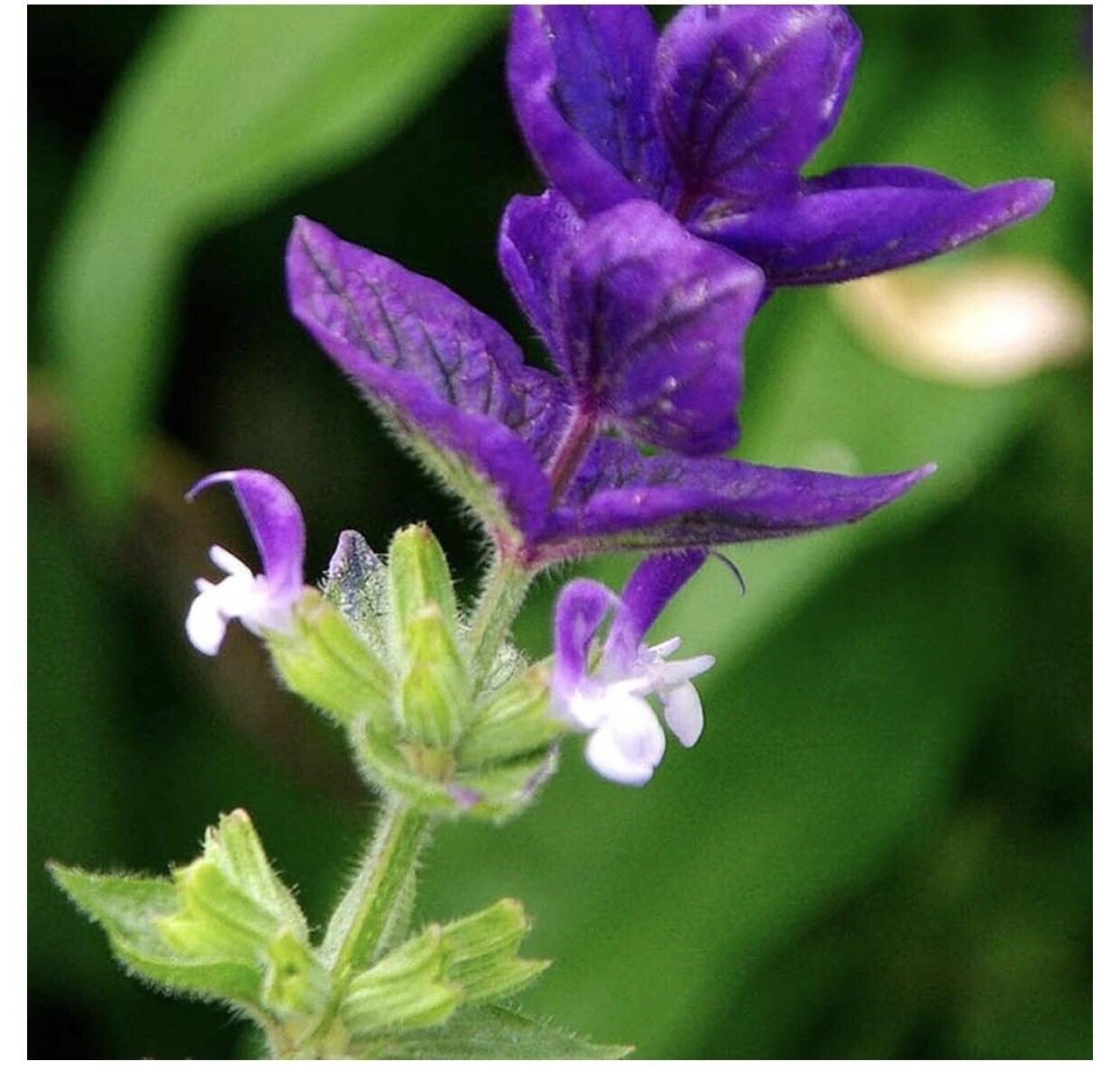 50 BLUE Monday CLARY SAGE Salvia Viridis Horminum Herb Flower Seeds