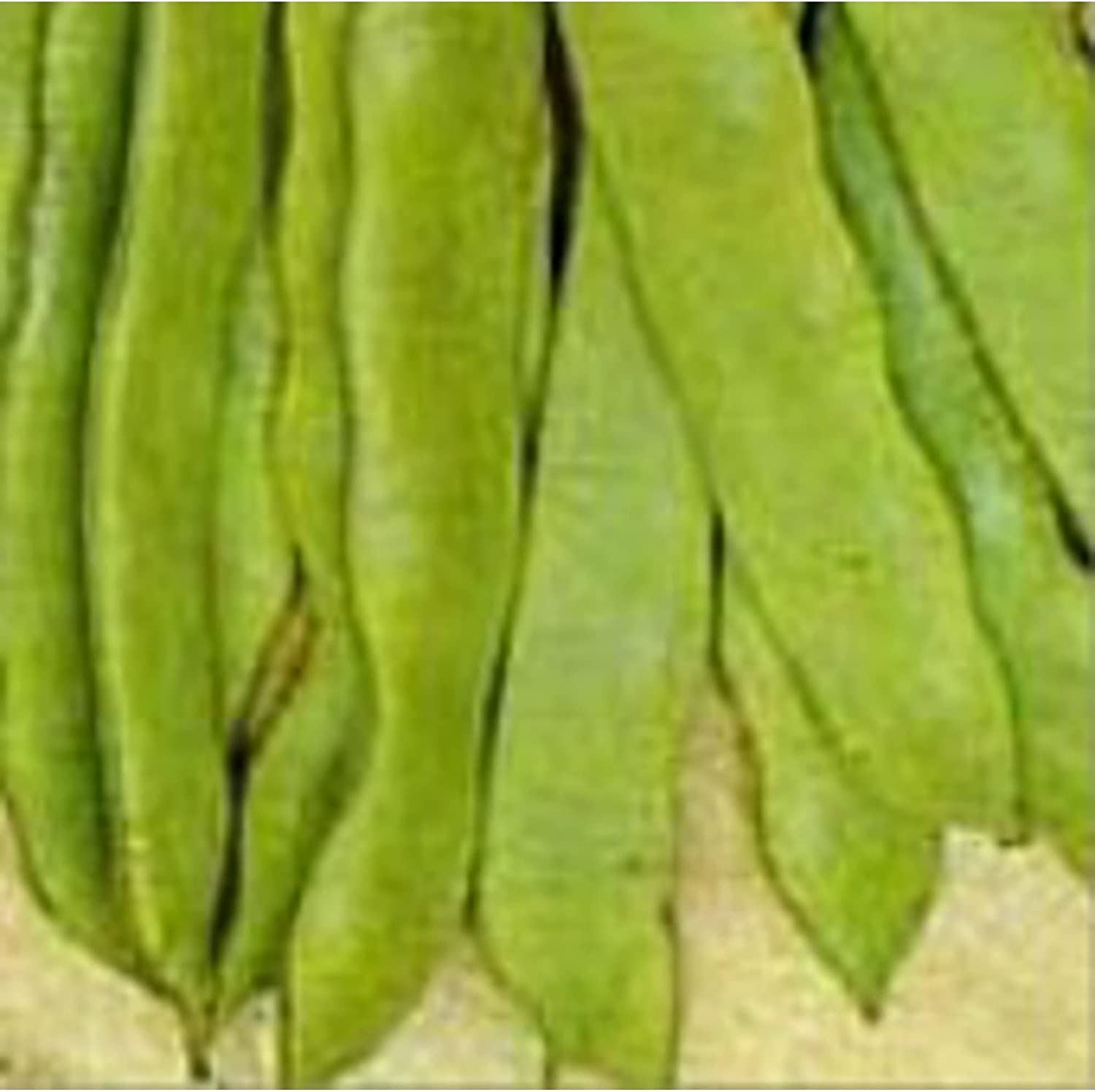 Romano Pole Beans Seeds (20+ Seeds) | Non GMO | Vegetable Fruit Herb Flower Seed