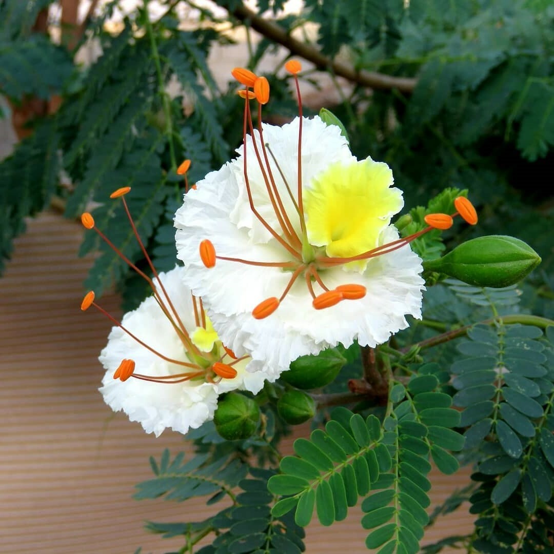 Delonix Elata Tree 5 Seeds, Tropical White Gulmohar Poinciana Bonsai