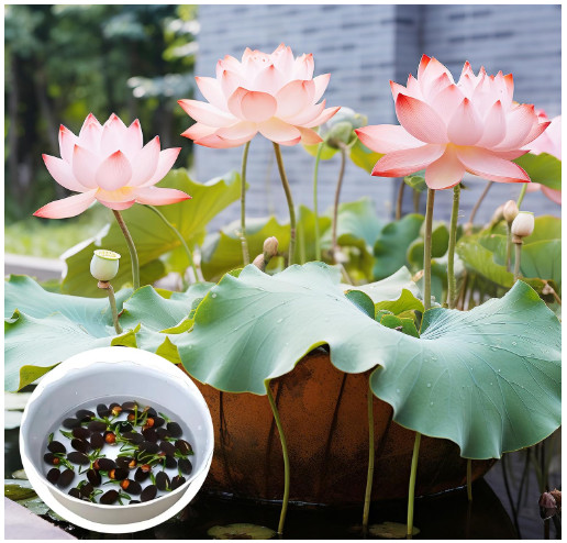 Jardinpatio 160Pcs Bowl Lotus Seeds Mixed for Planting Water Features Bonsai Lot