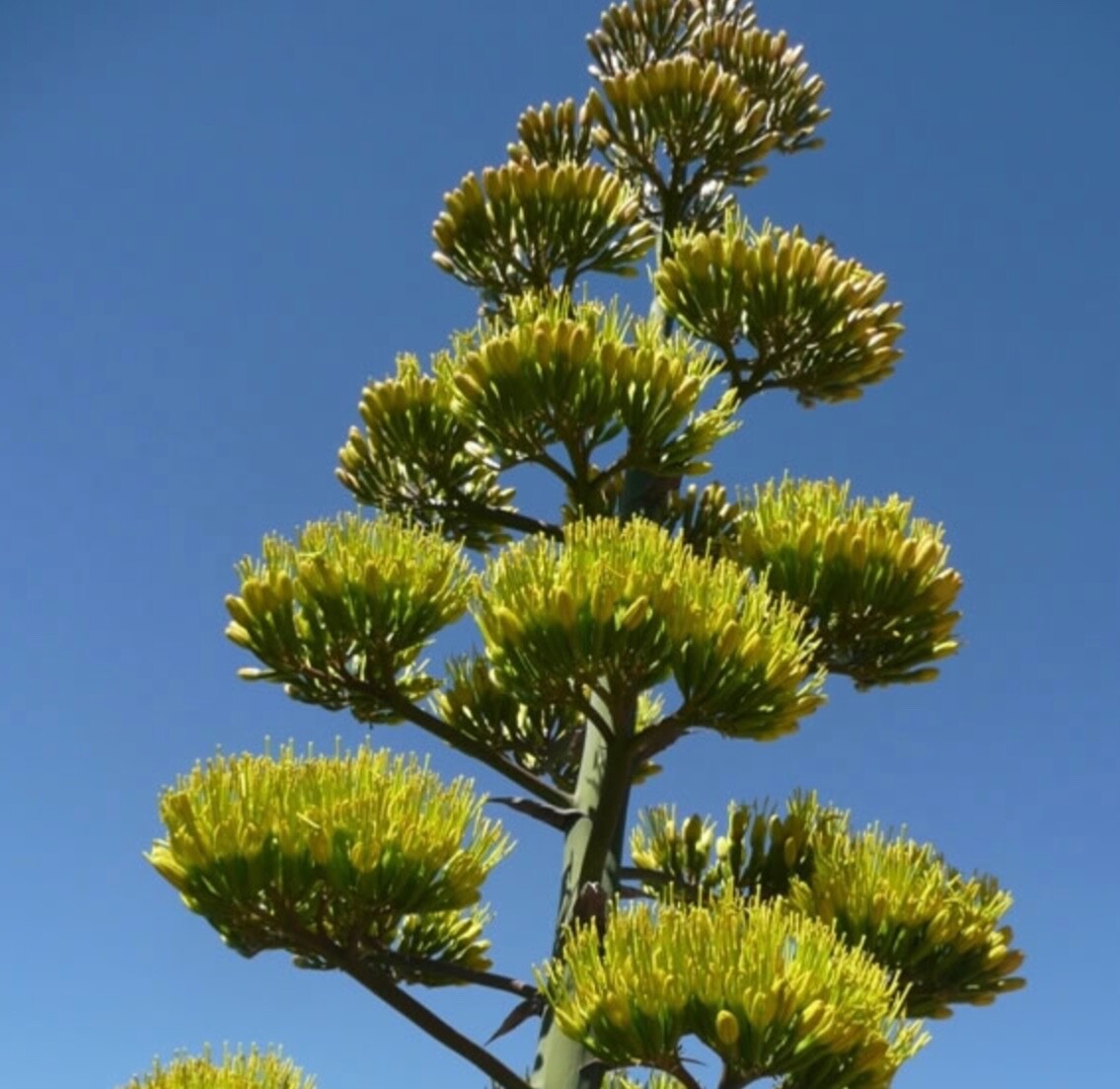 Parry Agave 10 Seeds Agave Parryi Cactus Drought Tolerant Desert Xeric Gardens