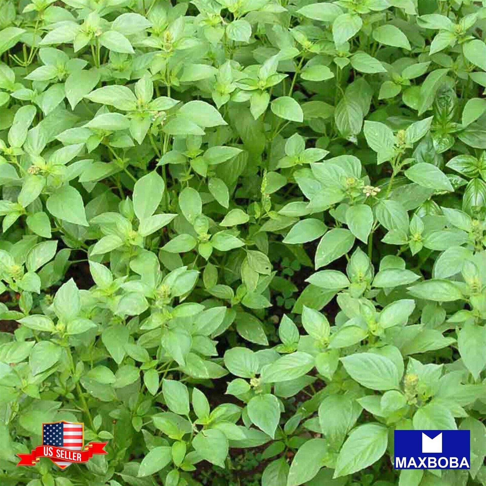 150 Lemon Basil Herb Seeds Non-GMO Heirloom Garden