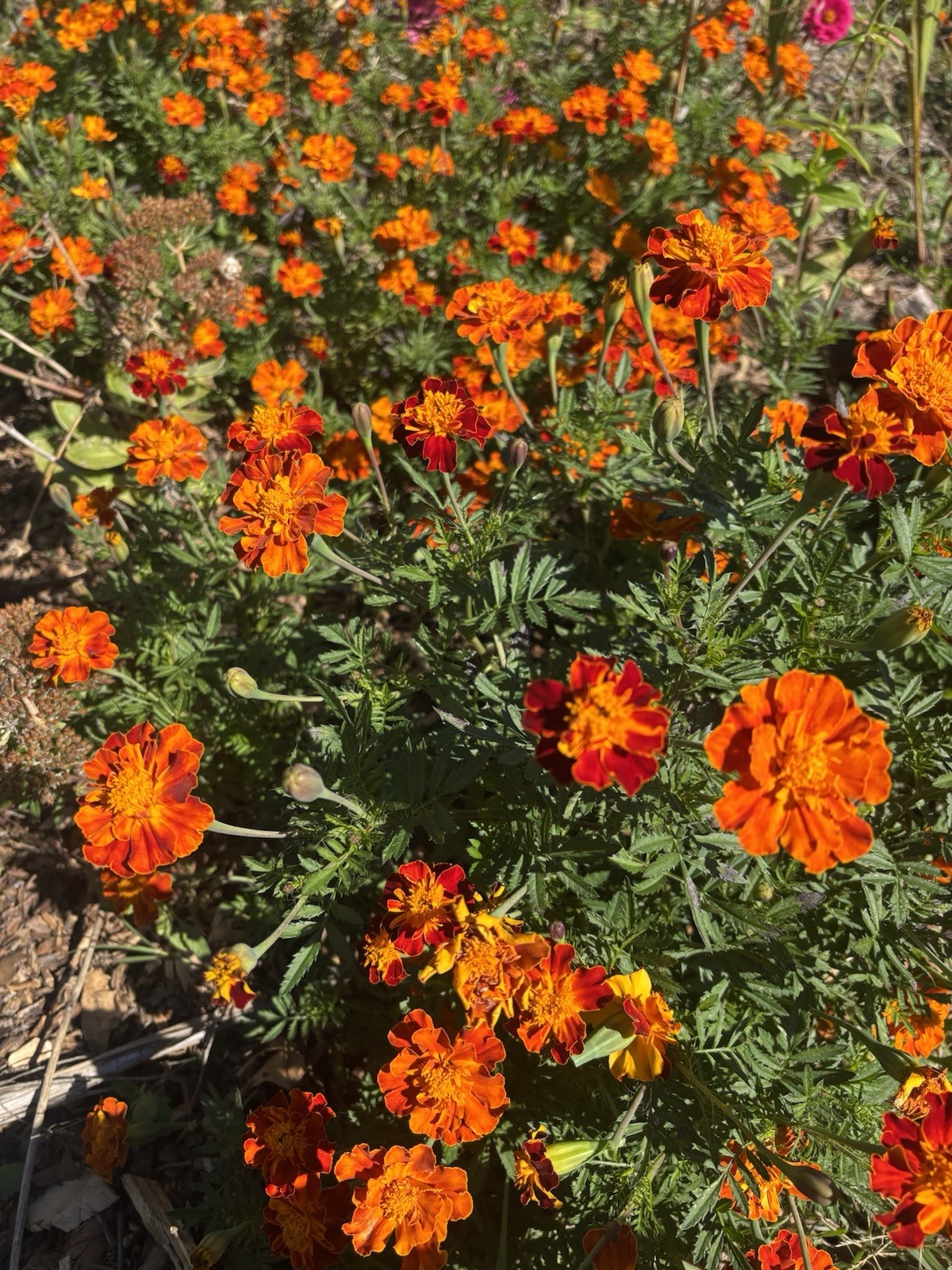 French Orange Flame Marigold Flower Seeds Grown 2025 USA Origin Seeds