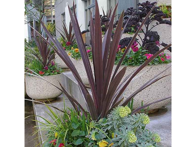 Purple Cabbage Tree, Cordyline Australis Atropurpurea 10 Seeds Free Shipping!