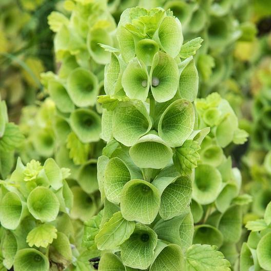 BELLS OF IRELAND Cut Flowers Drying Unusual Re-Seeds Heirloom Non-GMO 100 Seeds