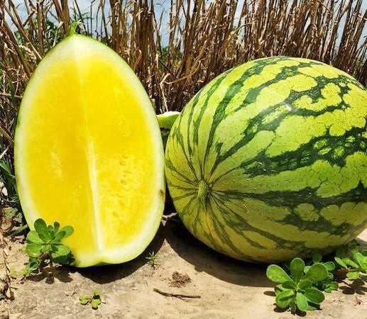 Mountain Sweet Yellow Watermelon Seeds – For 2025 Planting Bright Yellow Flesh
