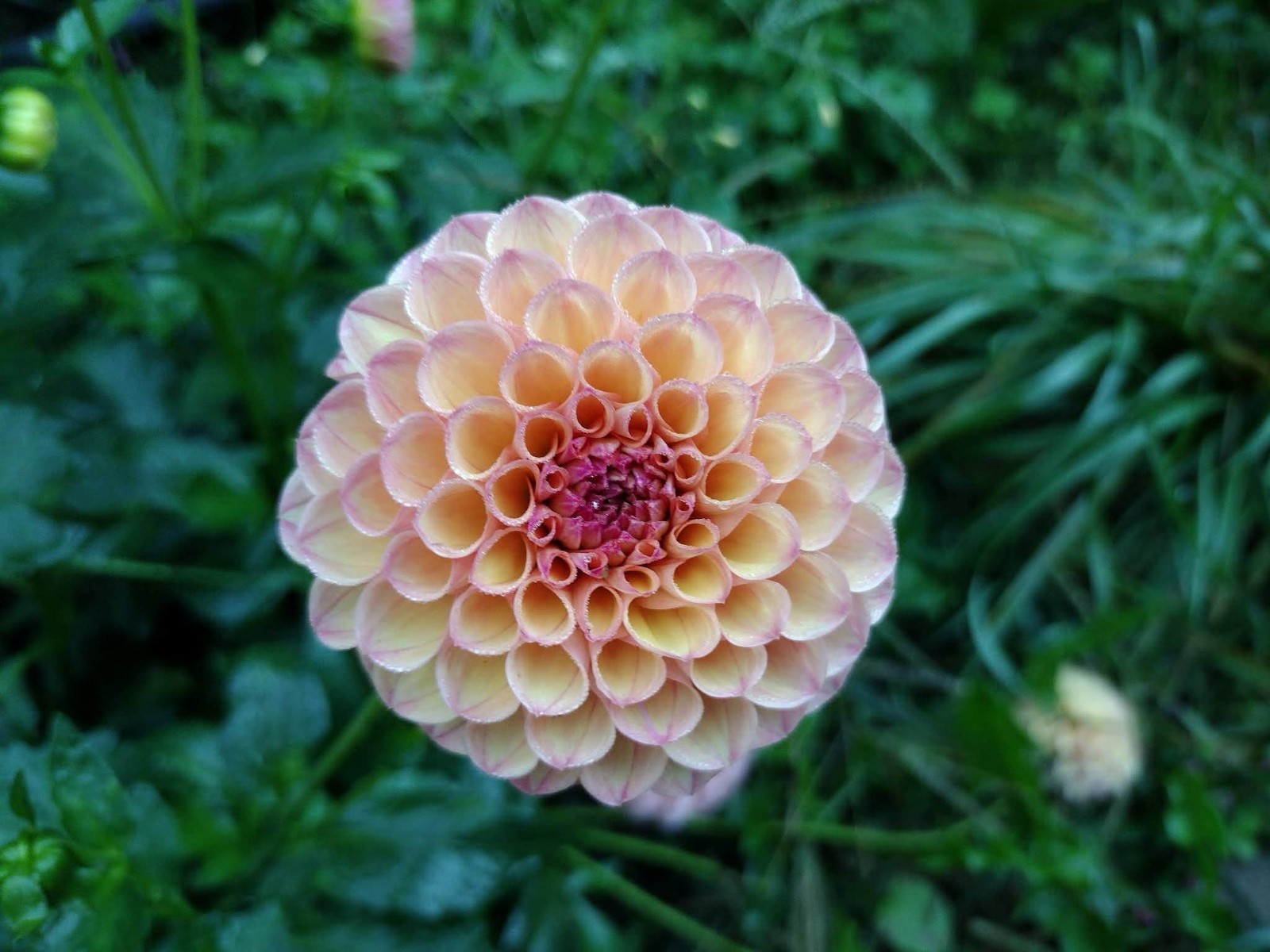 Home Grown Dahlia Flower Tuber Bulb Bundle Lot 10-50 Grower’s Choice Tubers
