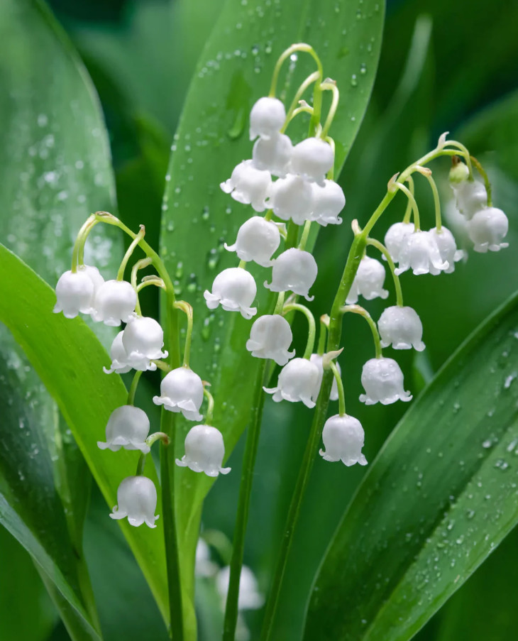Lily of the Valley – 20 Fresh Roots – Ready for Planting – No Shipping AK,HI,PR