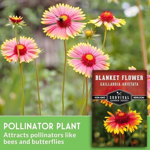 Blanket Flower Seeds for Planting – Perennial Gaillardia Aristata Firewheel 2