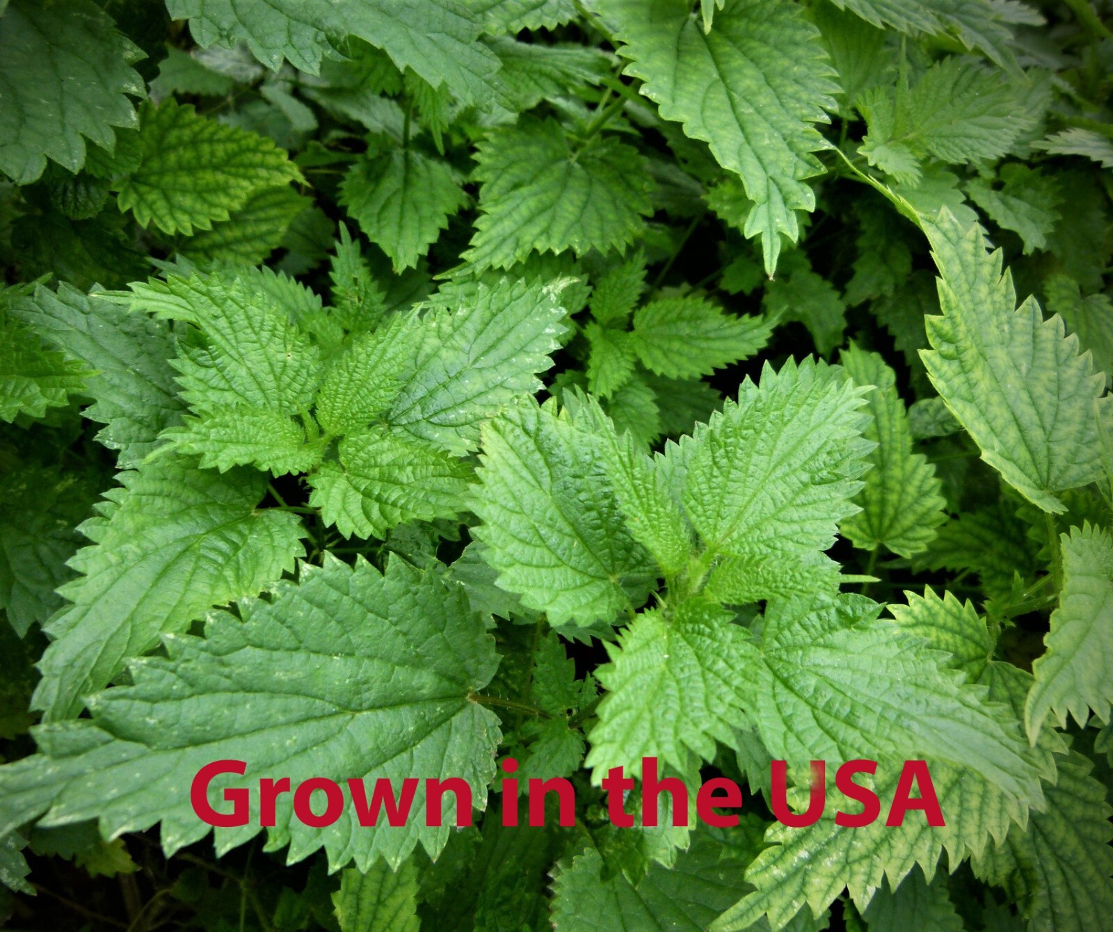 Organic Stinging Nettle Seeds (Urtica dioica), 300+++ Seeds, July ’23 Harvest*