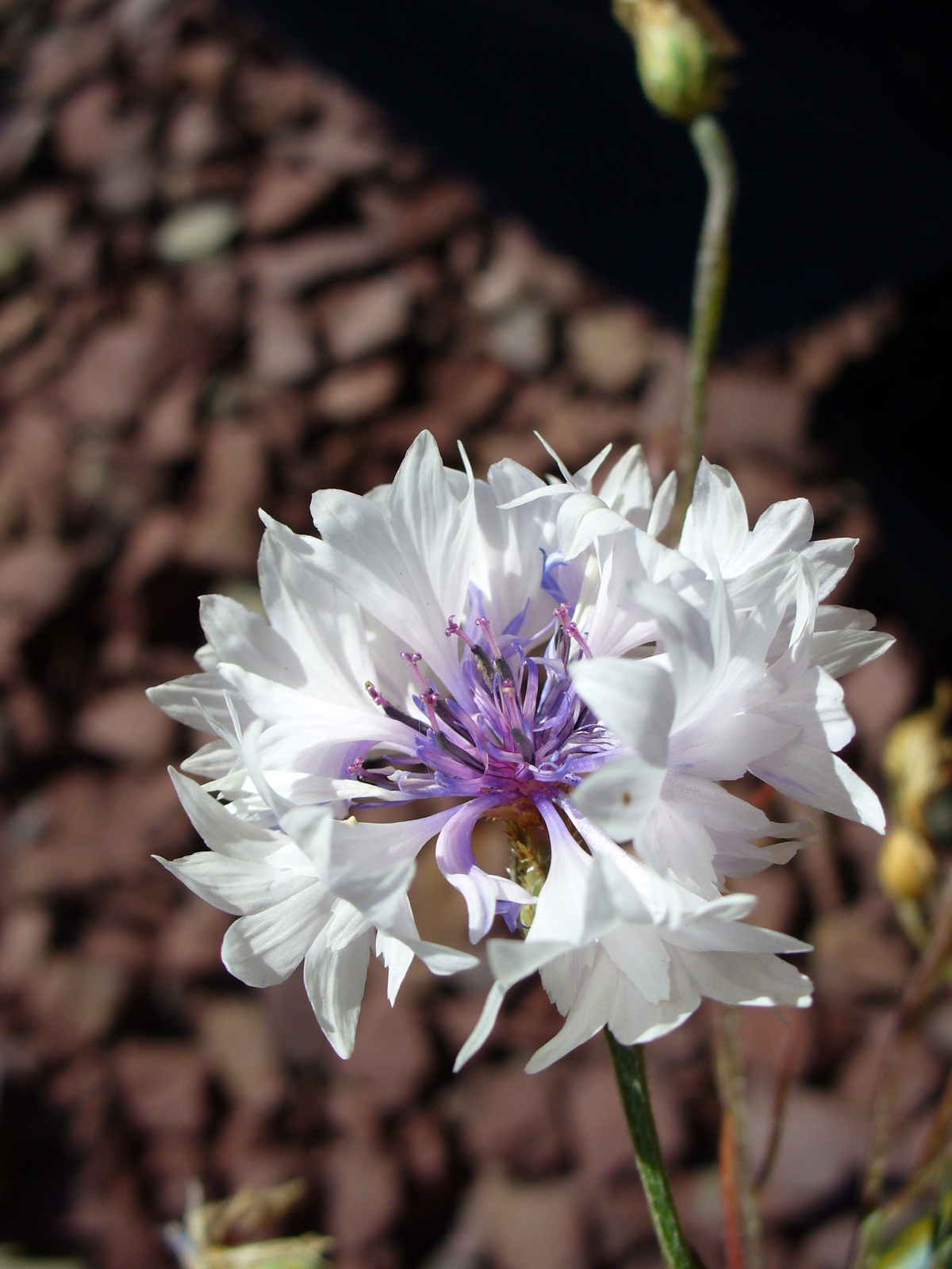 5,000 CENTAUREA CYANUS Seeds (White Cornflower) | NON-GMO | Free shipping