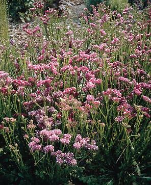 Statice QIS Rose 500 seeds