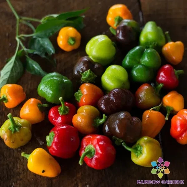 25+ Mini Bell Blend Sweet Pepper Seeds for Garden – USA – FREE SHIPPING!