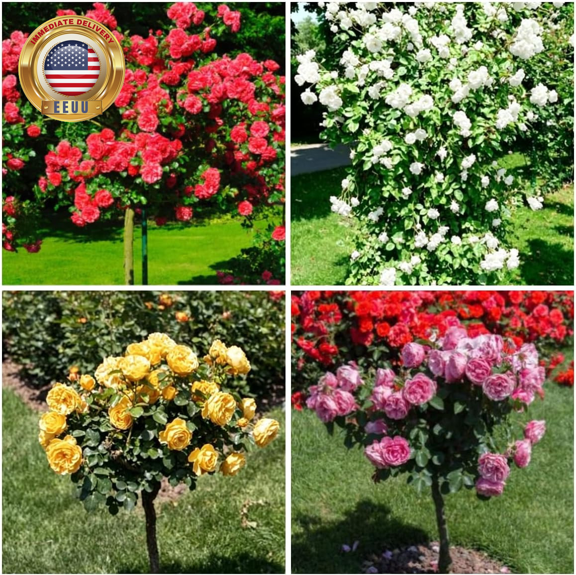 Tree Rose Flower Mix Seeds, 300+ Non-Gmo Heirloom Seeds, Hardy & Long-Blooming P