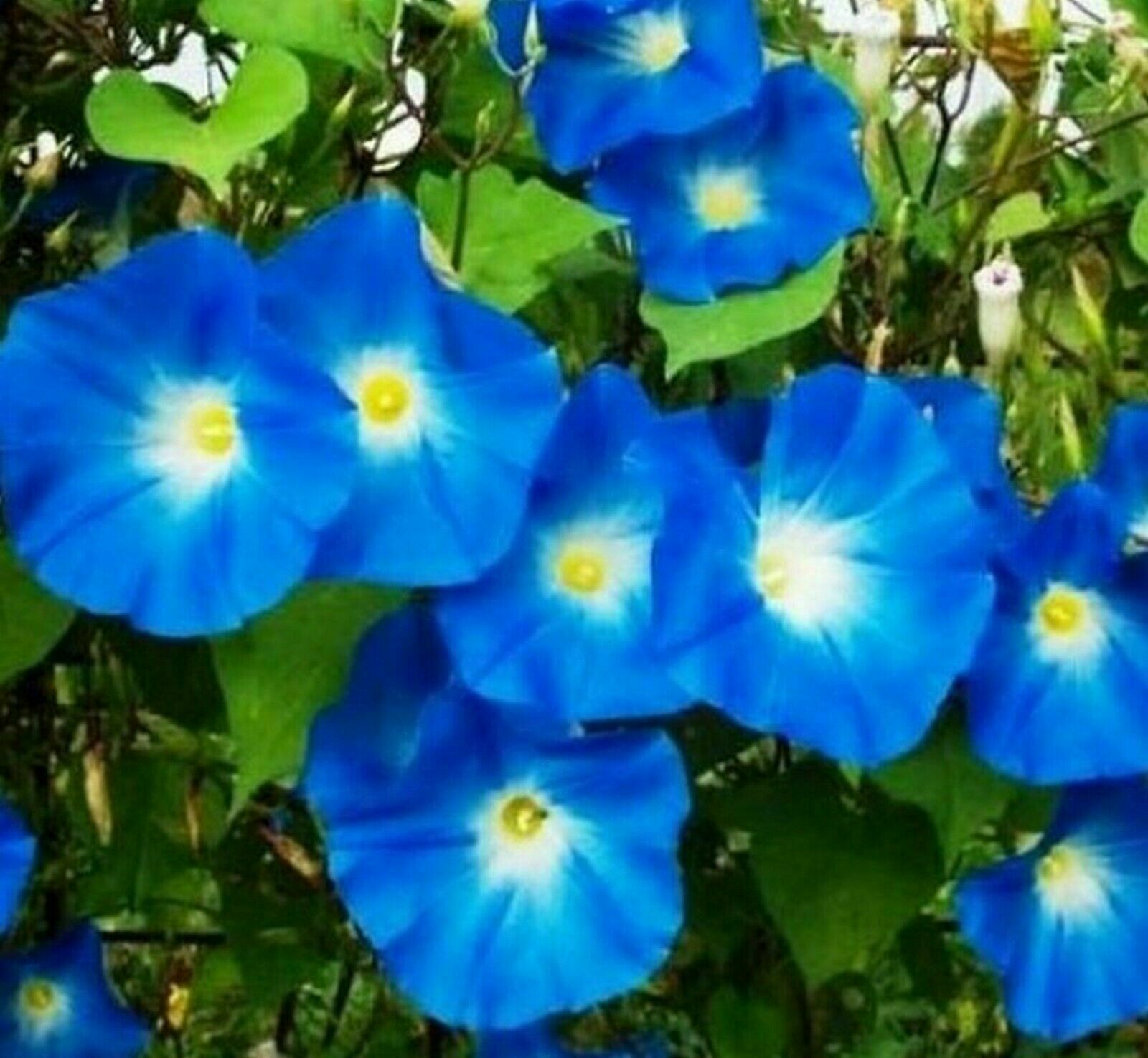 Heavenly Blue Morning Glory 160-SEEDS PICKED FRESH & REFRIGERATED 2023~UNTREATED