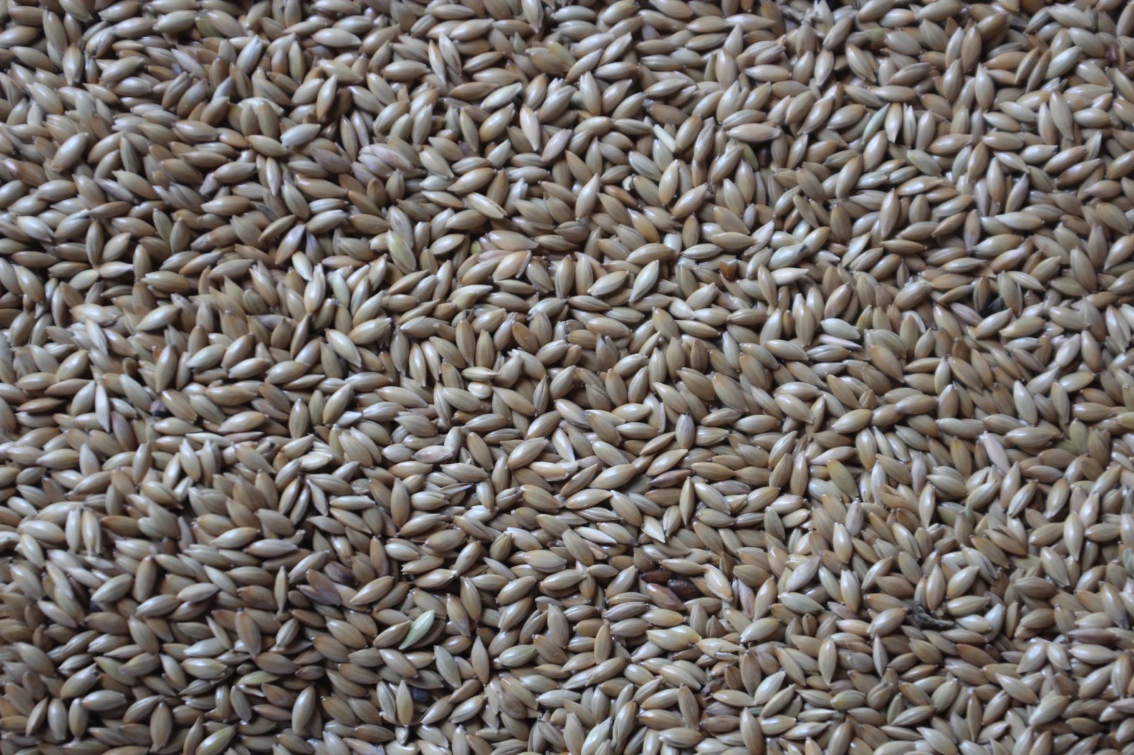 5 Pounds Of Alpiste Canary Seed Bird Food for All Birds