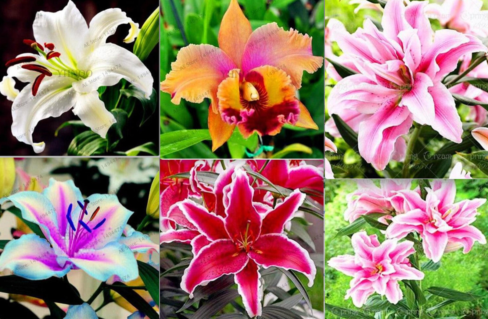 20 EXOTIC rare LILY SEEDS for garden flower perennial plant beds USA SELLER USPS