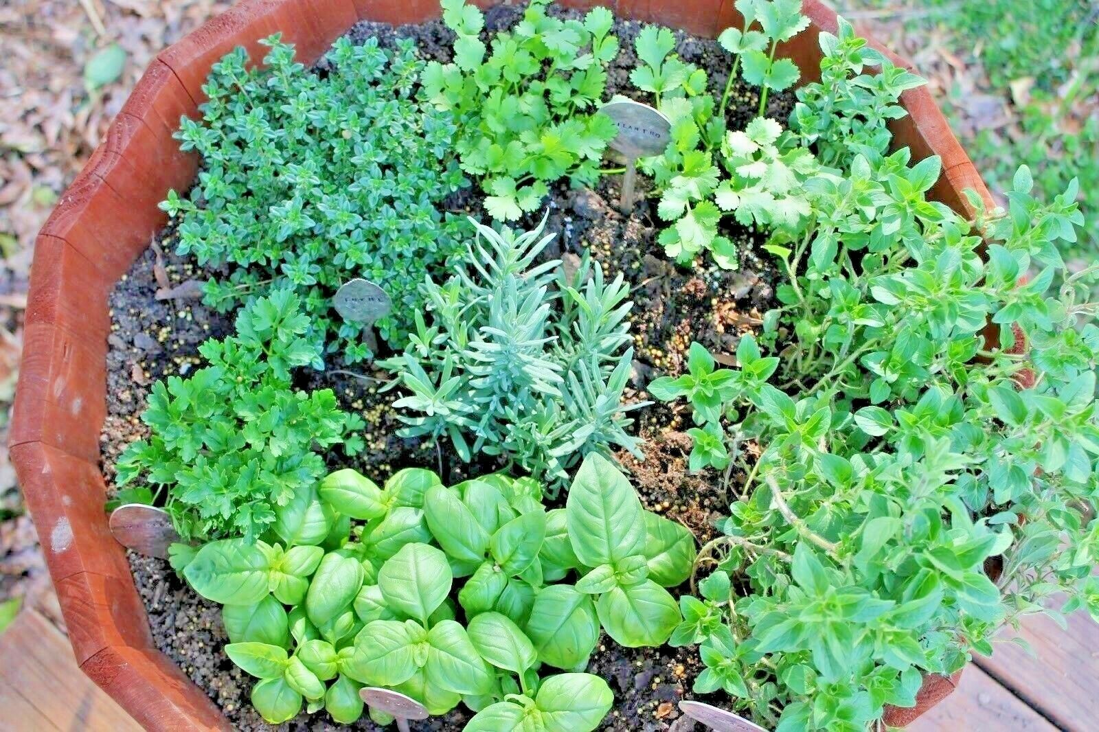 501+ITALIAN OREGANO Seed Organic Herb Patio Container Vegetable Garden Perennial
