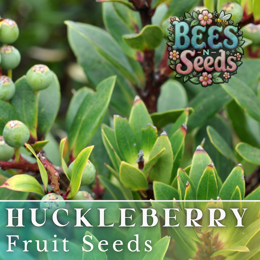 Dusk Huckleberry Seeds 125, 300 or 500 Seeds Flower, Flower Seeds, Non GMO