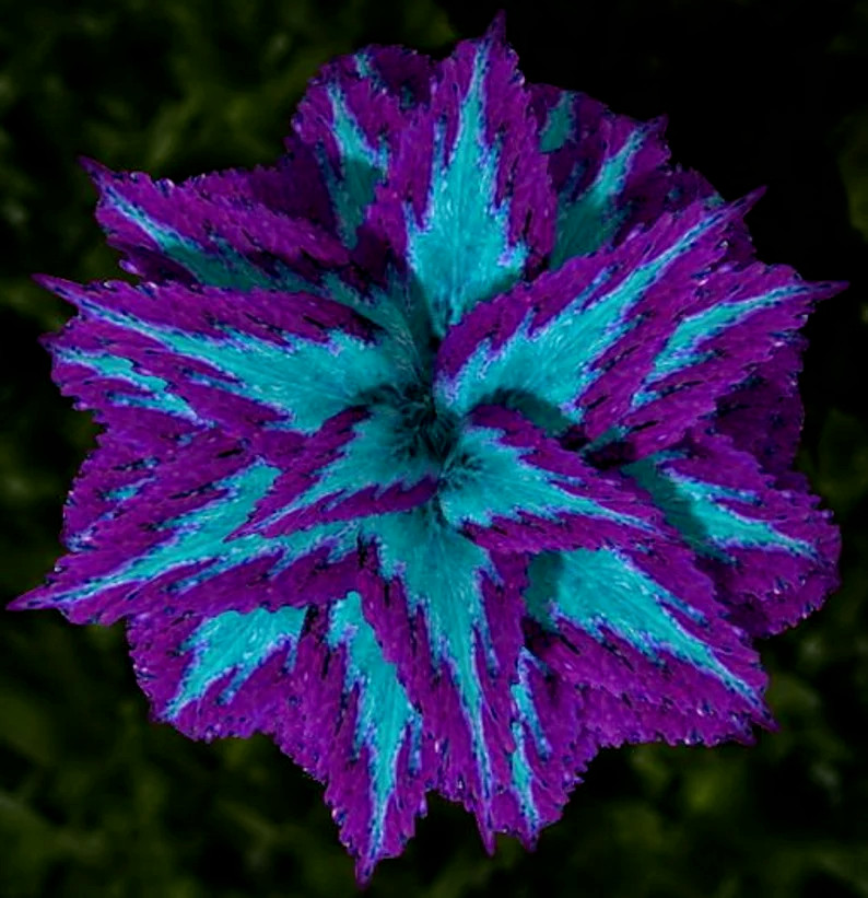 80 Heirloom Coleus Seeds Beautiful Mix Color Flower Plant.