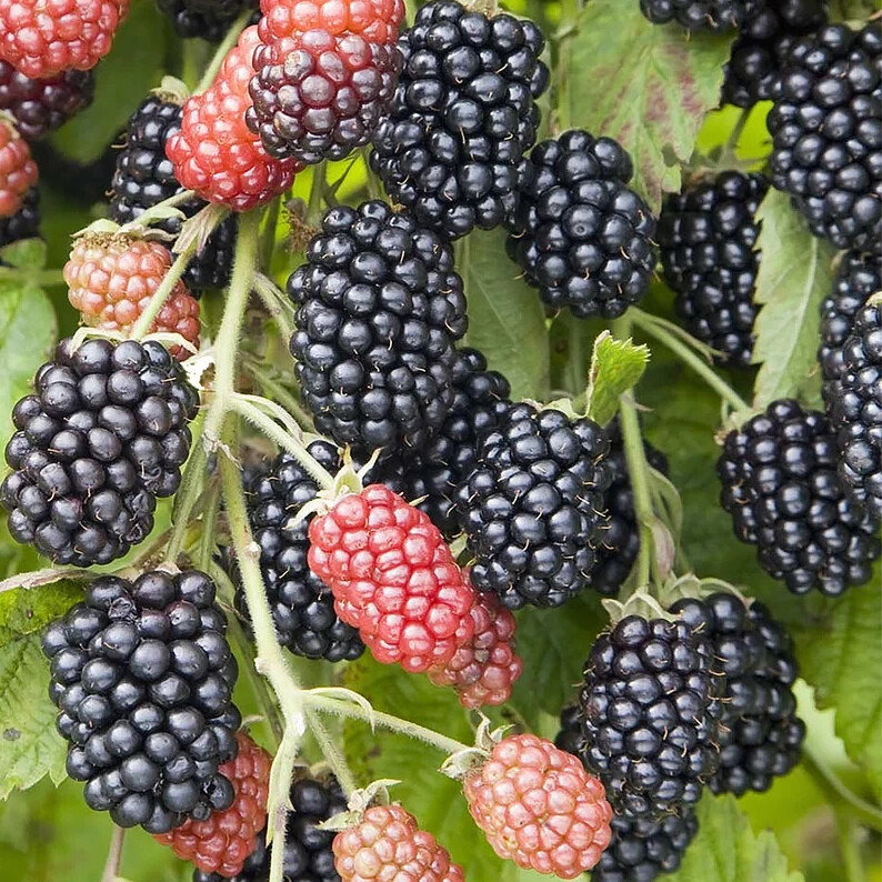 WILD BLACKBERRY BUSH SEEDS 20+ SEEDS Garden Fruit Plant Hardy