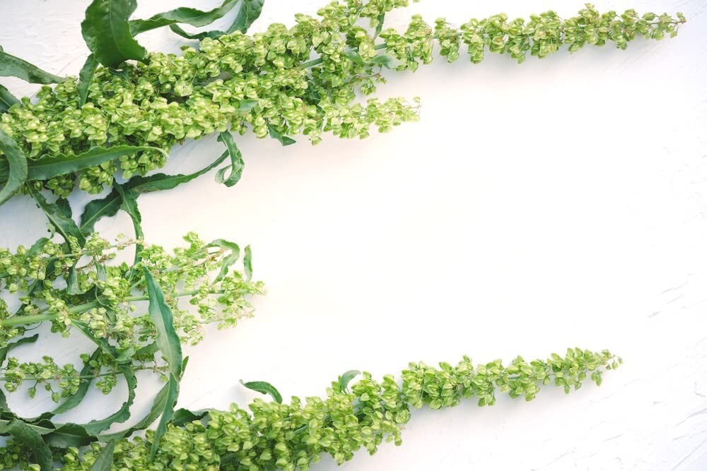 50 Cactusweed Seeds for Planting Rumex crispus Curly Dock Seeds