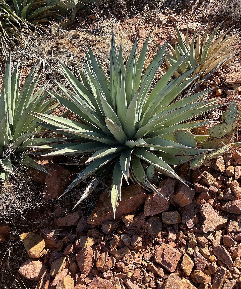 Agave gracilipes | Hardy Century Plant | 10 Seeds