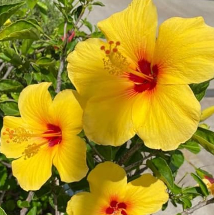 Tequila Hibiscus Live Plant – 4-6″ Tall – Tropical Flowering Houseplant for Gard