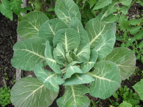 500 Georgia Southern COLLARD Seeds Heirloom – Non-GMO – Always Fresh Seeds!