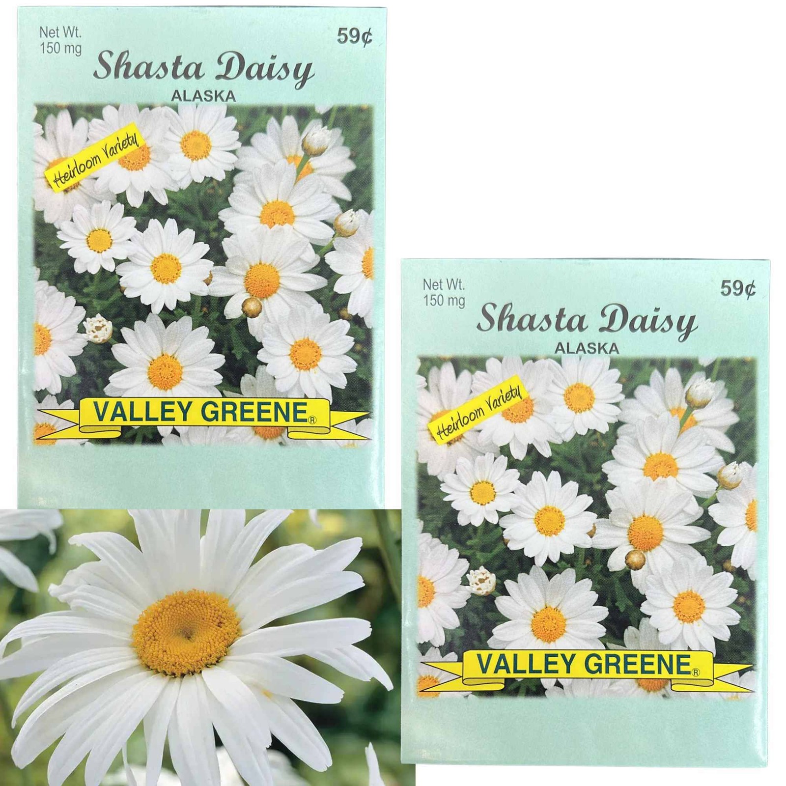 Valley Greene 150mg Shasta Daisy Alaska Seeds: 2 Pack