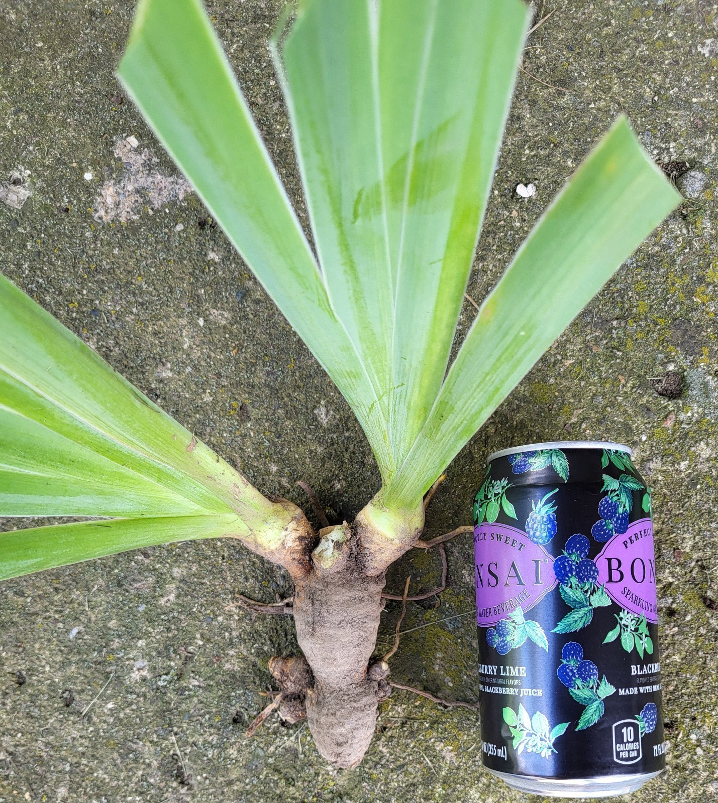 RUFFLELATA Tall Bearded Iris SHIPPING NOW!
